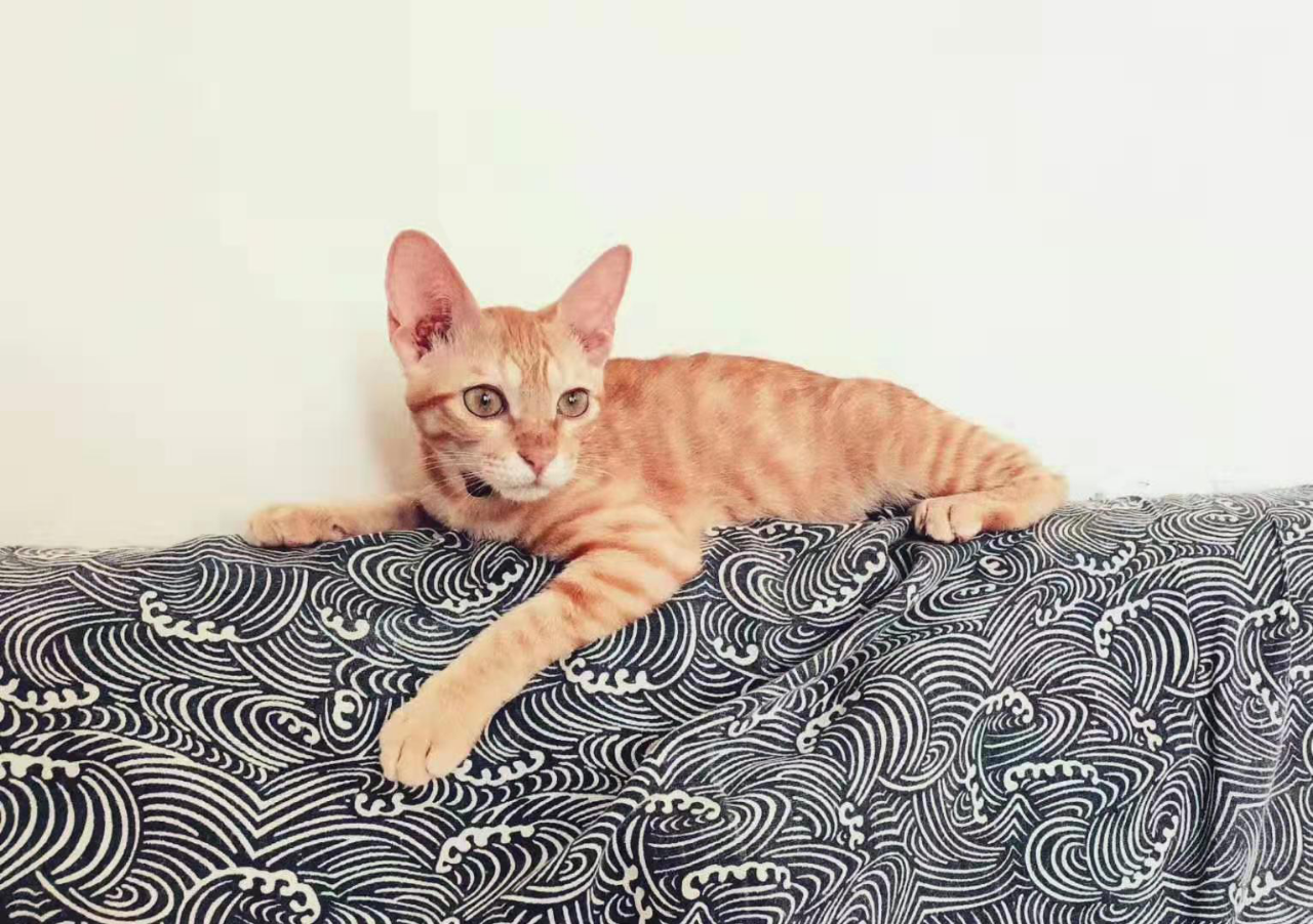 流浪猫拯救计划，一开始你没得选择，现在你要自由还是安稳？