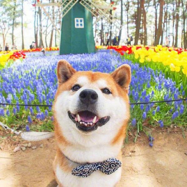 【宠物大学问】犬吃了驱虫药拉稀怎么办