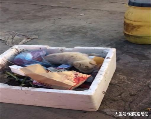 女孩收养一只小土狗，从无人问津到全家的团宠，仅用了两个月时间