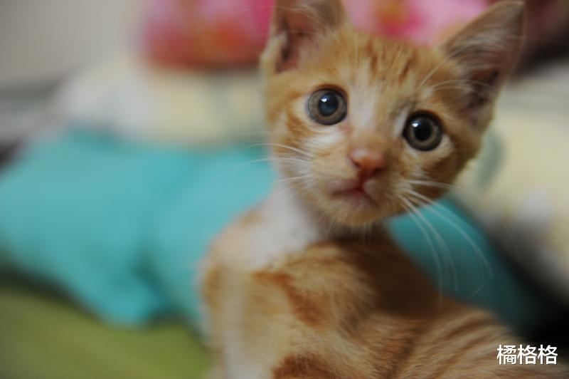 铲屎官：猫断奶之后如何让从流体食物转换成固体食物？一文告知