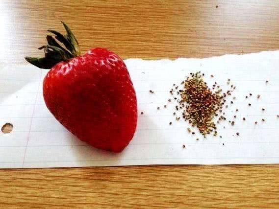 强迫症”吃水果, 草莓要去籽, 石榴要去核, 也这样吃过的举下手