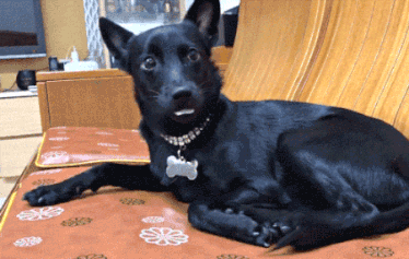 狗狗趴在沙发上，乍一看还以为只剩头了，吓出一身冷汗