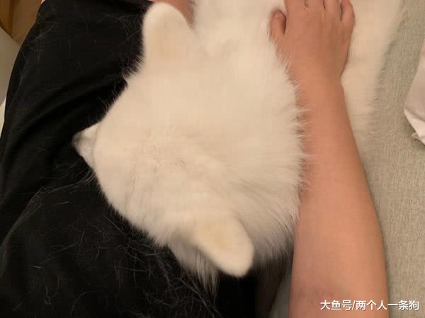 萨摩耶把头放在孕妇肚子上休息，孕妇低头一看惨不忍睹：像猕猴桃