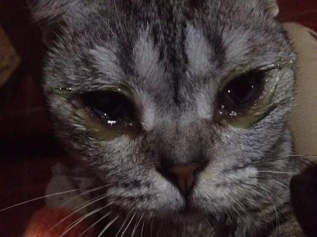 宠物：猫鼻支的诊断和治疗！