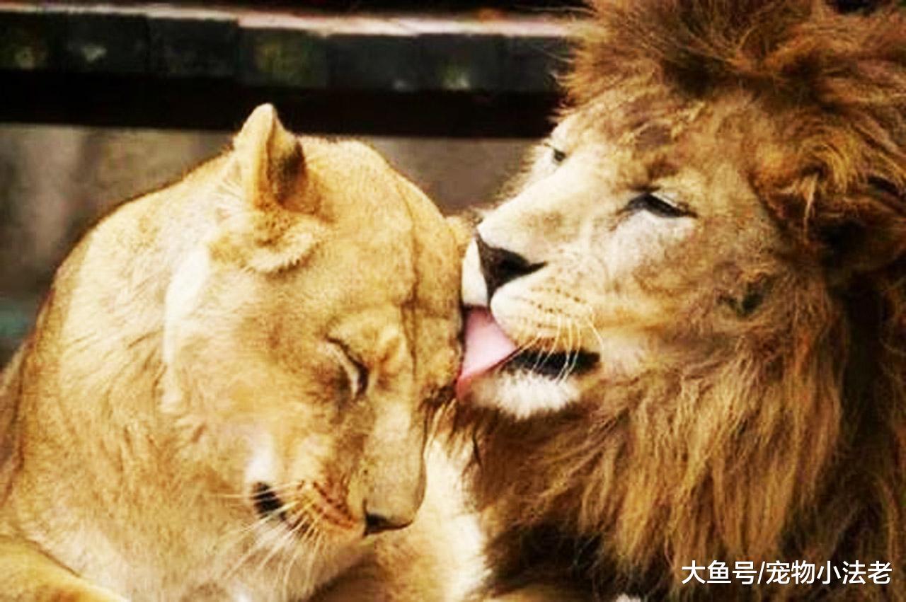 动物界也流行“撒狗粮”？两狮子公众秀恩爱，动作让游客酸得不行