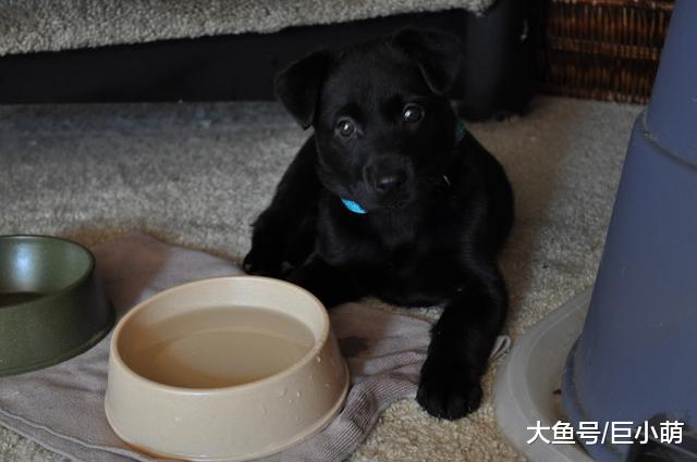 小狗太兴奋容易打嗝，一脸不知所措很害怕，主人要怎么安抚？