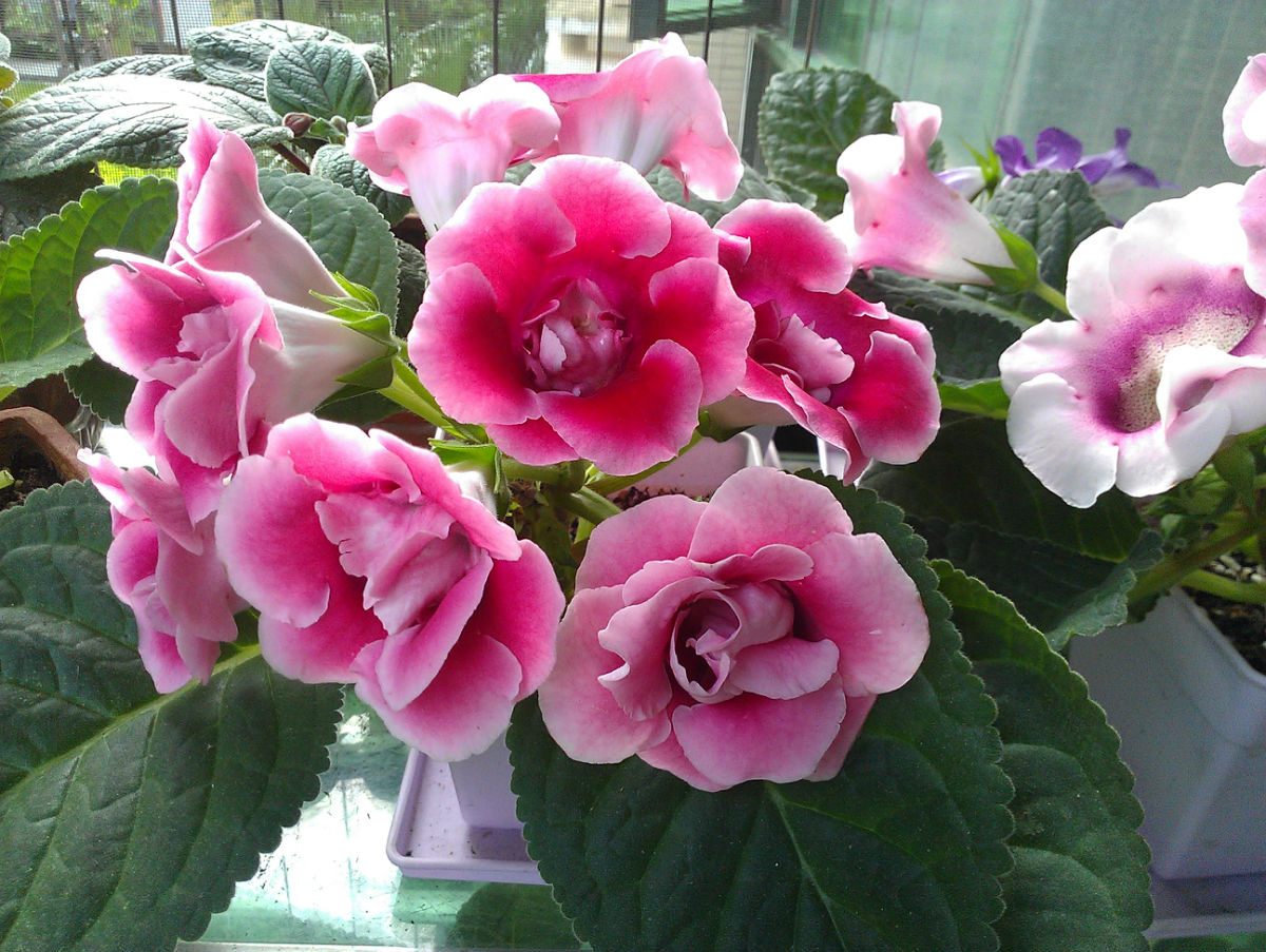 如何养护大岩桐，大岩桐养好要技巧这里知道来看看吧