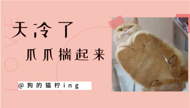 天冷了，又到了喵星人揣手的季节了