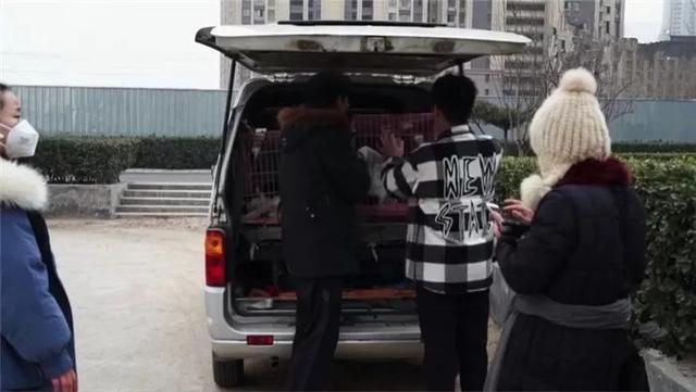 工人十年救下四千多條被棄寵物，為其建造收容所，堅持善良不放棄