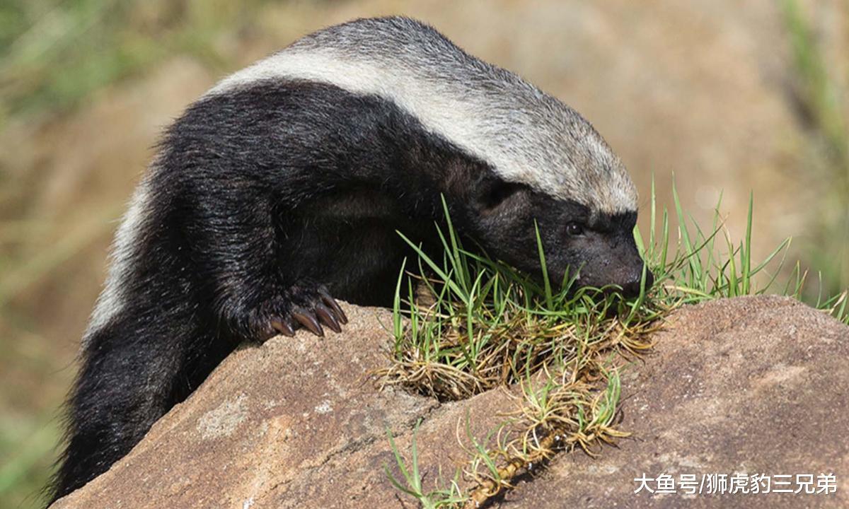 它是草原上最嚣张的动物, 连雄狮都怼, 却因一个优点带来灭顶之灾