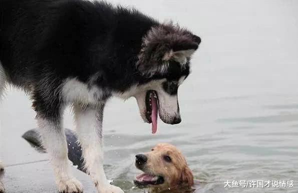 哈士奇被主人踢下水差点丧命，还好有金毛在，二哈：我跟错了人