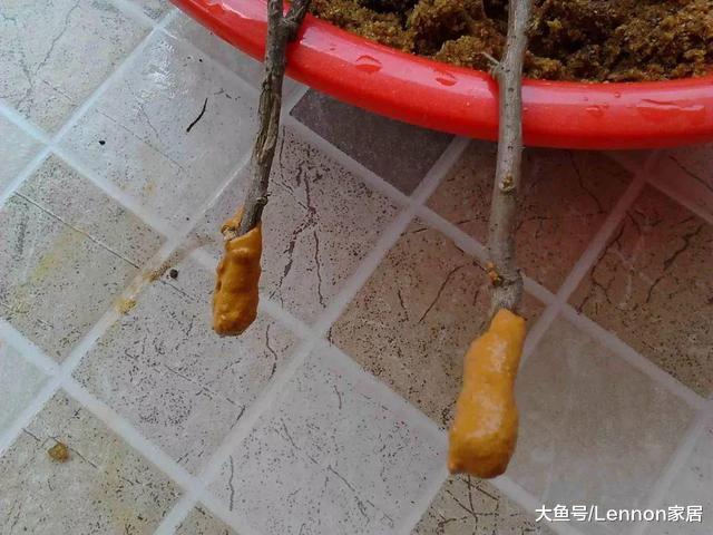 植物的叶子老是发黄，学会这3个小妙招，不用3天就绿油油