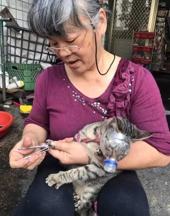 奶奶自制猫咪口罩剪指甲，超级天才的设计，这神器有够巧妙