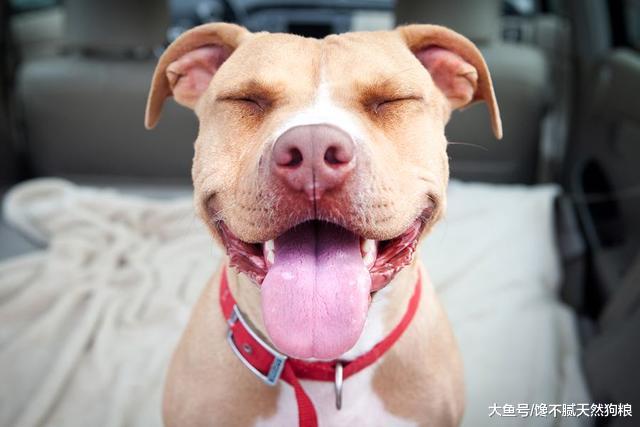 狗狗看到宠主回家，会格外的热情，除了是因为爱还有什么呢？