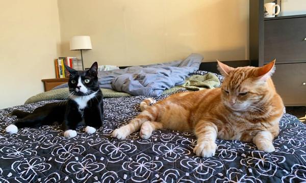 老公说绝对不再多养一只，在遇到逃过安乐死三脚猫后，他食言了