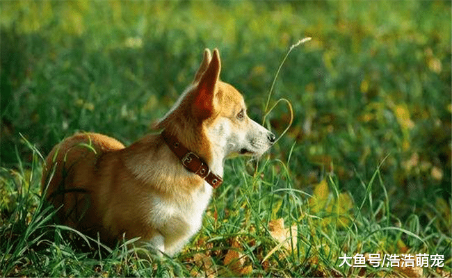 最适合城里人养的5种狗, 都比较省事, 最后一个几乎没有异味