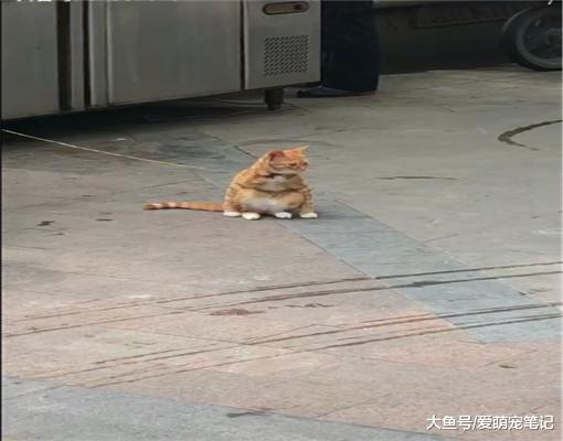 女孩偶遇一只橘猫，因蹲姿特别而走红，网友：这“亚洲蹲”真标准