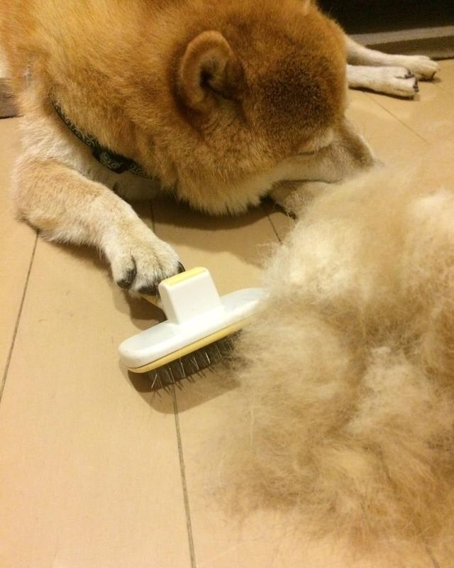 阿拉斯加的狗毛大有用处，千万别扔，五大用处让它重新被利用