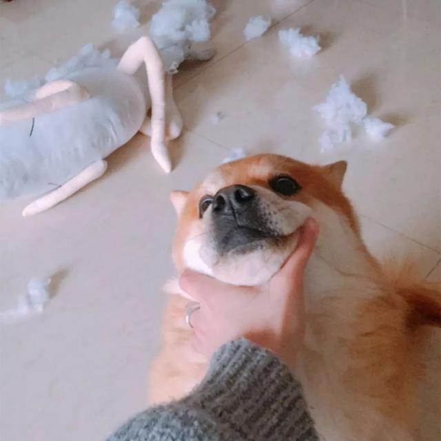 柴犬被哈士奇带偏，公园偶遇后学会拆家经验，回家就将娃娃破坏！