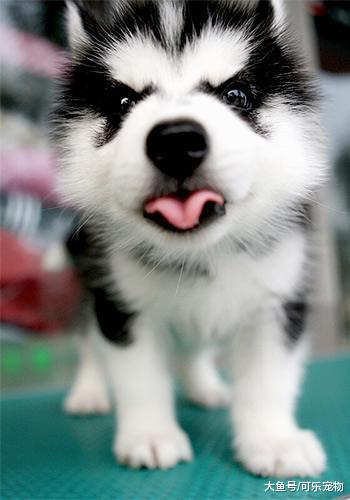 二哈也会唱跳rap篮球？这只二哈和篮球杠上了，还把篮球咬瘪了