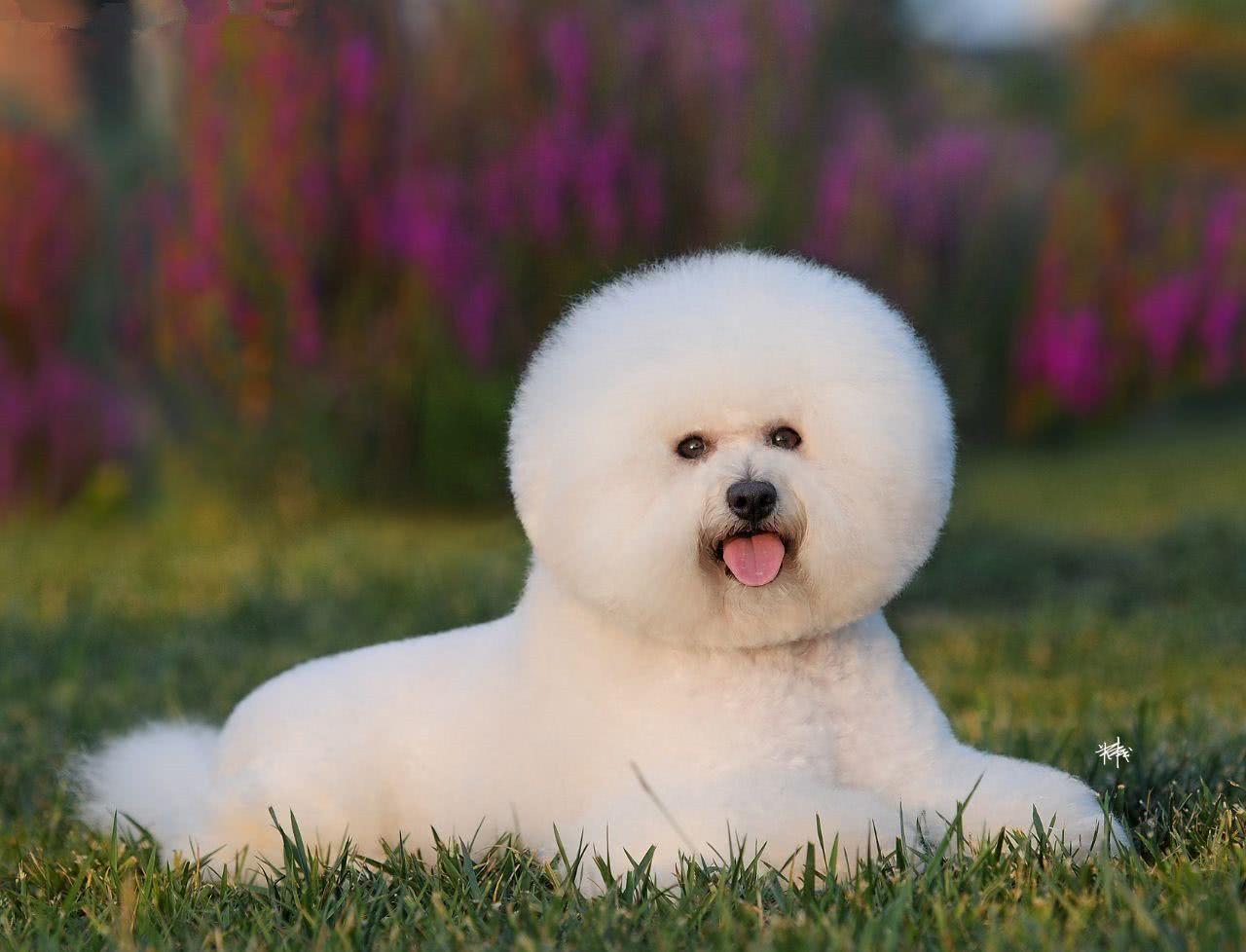 比熊犬：我腿短怎么了，用你家增高鞋墊了？