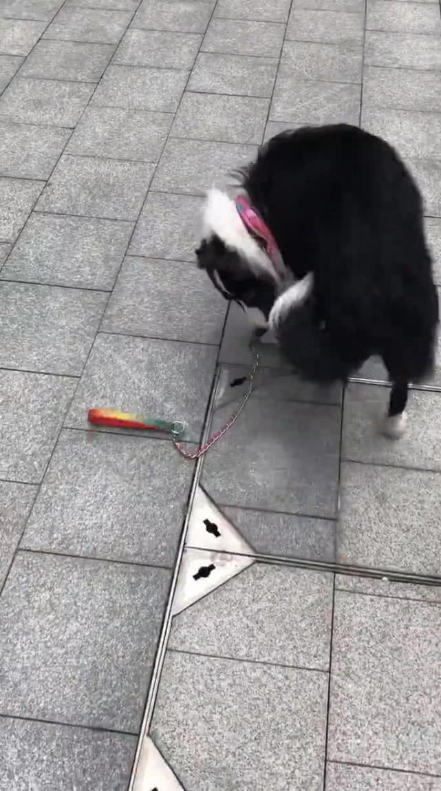 女子故意将牵引绳丢掉, 边牧犬的反应让人诧异, 汪: 拿着, 遛我