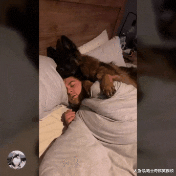 德牧从小就喜欢睡主人身上，结果一年后，却忘记自己长大了
