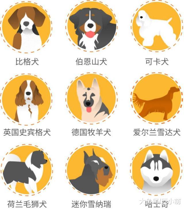 狗狗睡觉时候抽搐，可能是这4个原因，可不仅仅是缺钙