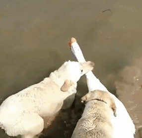 不怕养狗太操心，就怕狗子瞎操心！