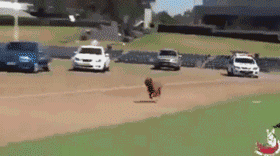 完了！我竟然被一只狗给撩到了，是恋爱的感觉了...