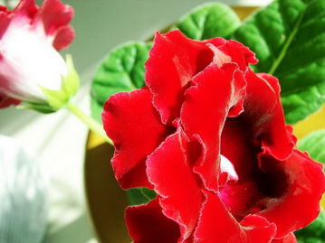 大岩桐的养护技巧有什么，知道这些方法，就能轻松养护