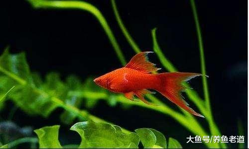 黑玛丽鱼和红箭鱼在饲养、繁殖上有什么注意问题?