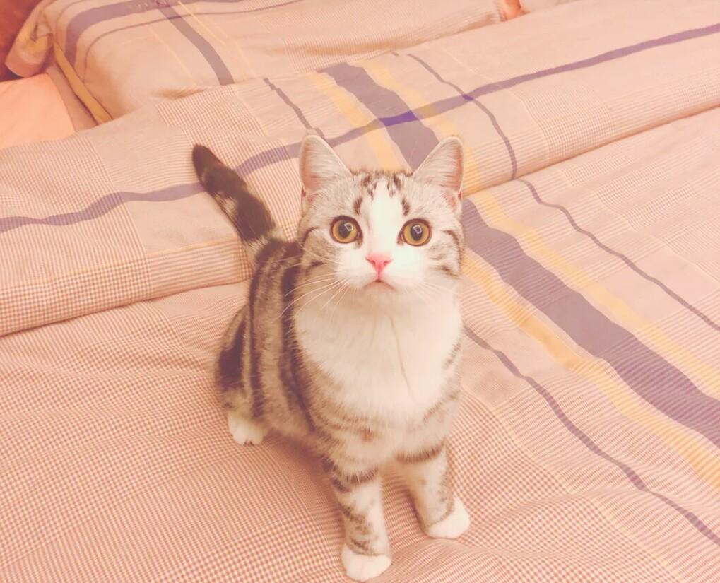 猫咪的奇怪要求，感觉像是养了群女朋友，铲屎官痛并快乐着