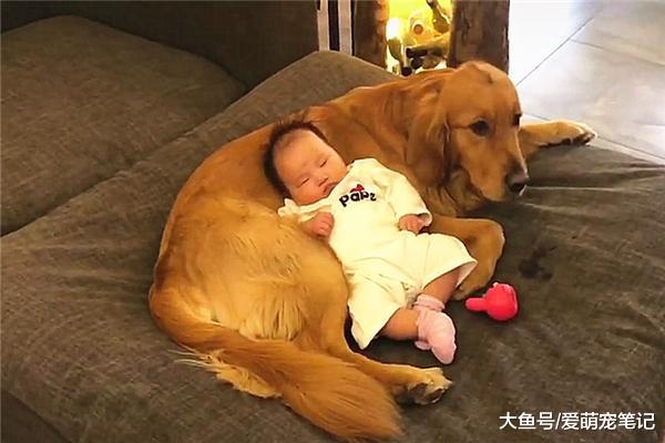 小主人躺在金毛身上睡，怕吵醒宝宝丝毫不敢动，狗子真是操碎了心