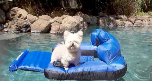 13年的陪伴, 我要送我家狗狗最后一程