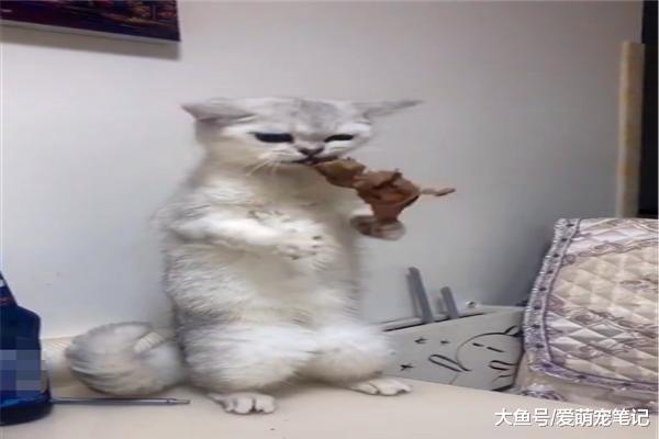银渐层偷吃烤鸭，结果骨头卡在牙缝里了，无处安放的小手好可爱！