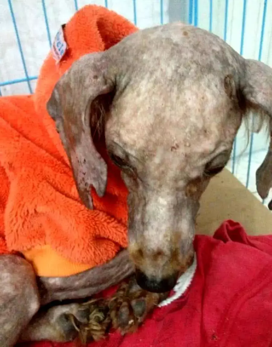 野外看到一只禿毛狗，渾身上下只剩下副骨架，收養一年后變化逆天