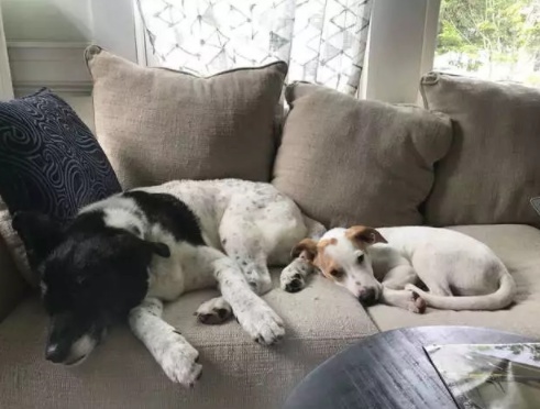 飓风“多里安”来临之际，他不仅帮助小狗度过难关，还霸气收养！