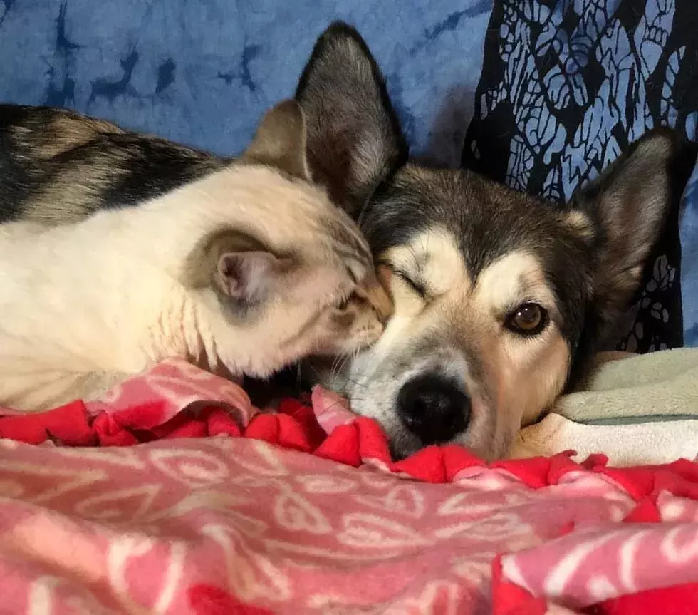 瘫痪小猫被亲妈遗弃，隔壁二哈：你不养，我养！