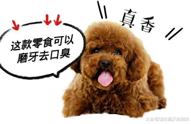 你知道吗? 你越是做这5件事, 泰迪犬只会越恨你!