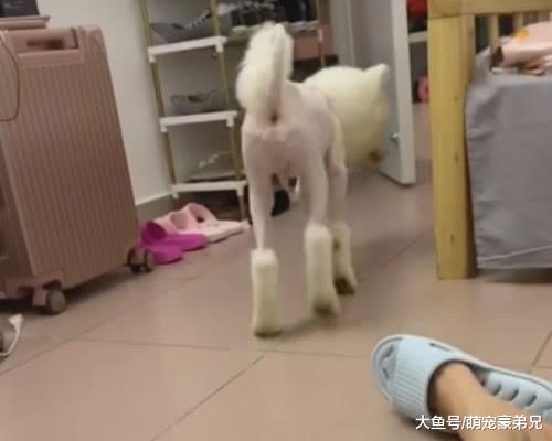 萨摩耶被主人带去剪毛，回家照完镜子后，狗：铲屎的你赔我一身毛
