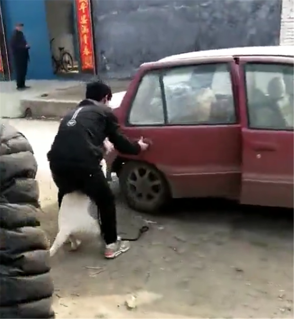 拉布拉多在乡下寄养半月，主人接时不愿意走，狗：舍不得大院子…
