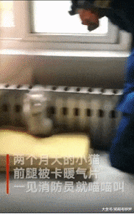淘气小奶猫前腿卡暖气片出不来，看到消防员前来营救：你们可算来了，疼死宝宝了