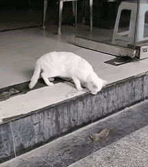 猫对于老鼠来说是一个怎样的存在？