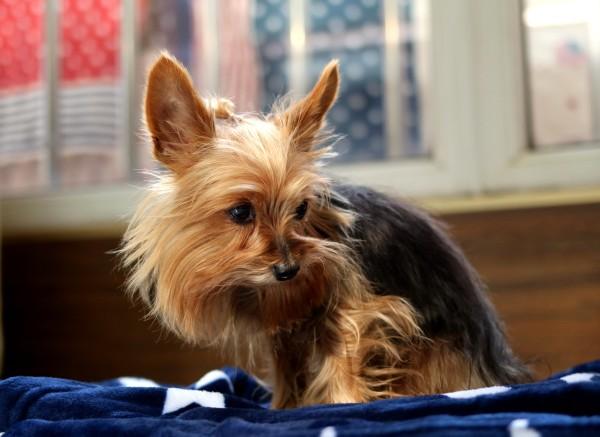 地球上4大最适合家养不掉毛体味轻的狗狗，你家爱犬上榜了吗？