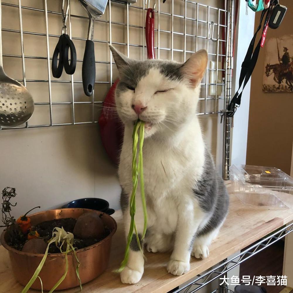 猫咪和狗狗临终前躲到没人的地方, 其实来源于动物的自我保护机制