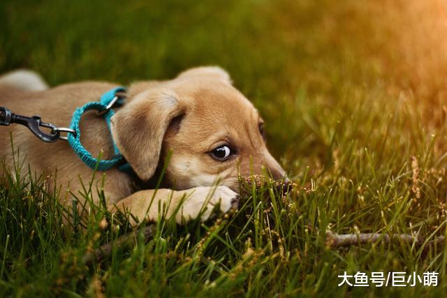 狗狗爱吃草，可吃完就吐，这到底是怎么回事？