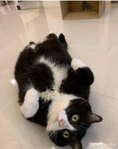 7kg胖宾士硬钻床底屁股卡住，弹出来变一颗巨球引爆魔性笑声