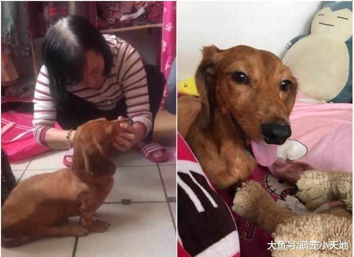 原本嫌养狗麻烦的妈妈, 5年后每天亲手喂药, 安抚五级瘫痪汪