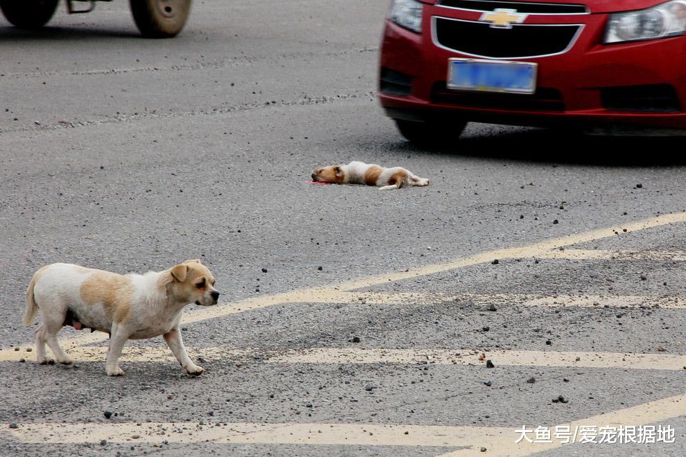 狗狗被车撞后，主人考虑20分钟后将后遗弃，好心人花万元救狗